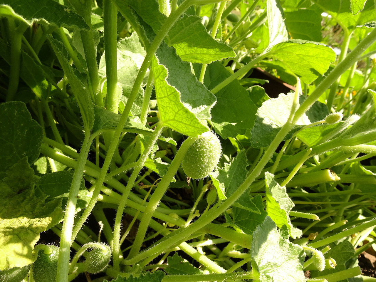 DSC05339