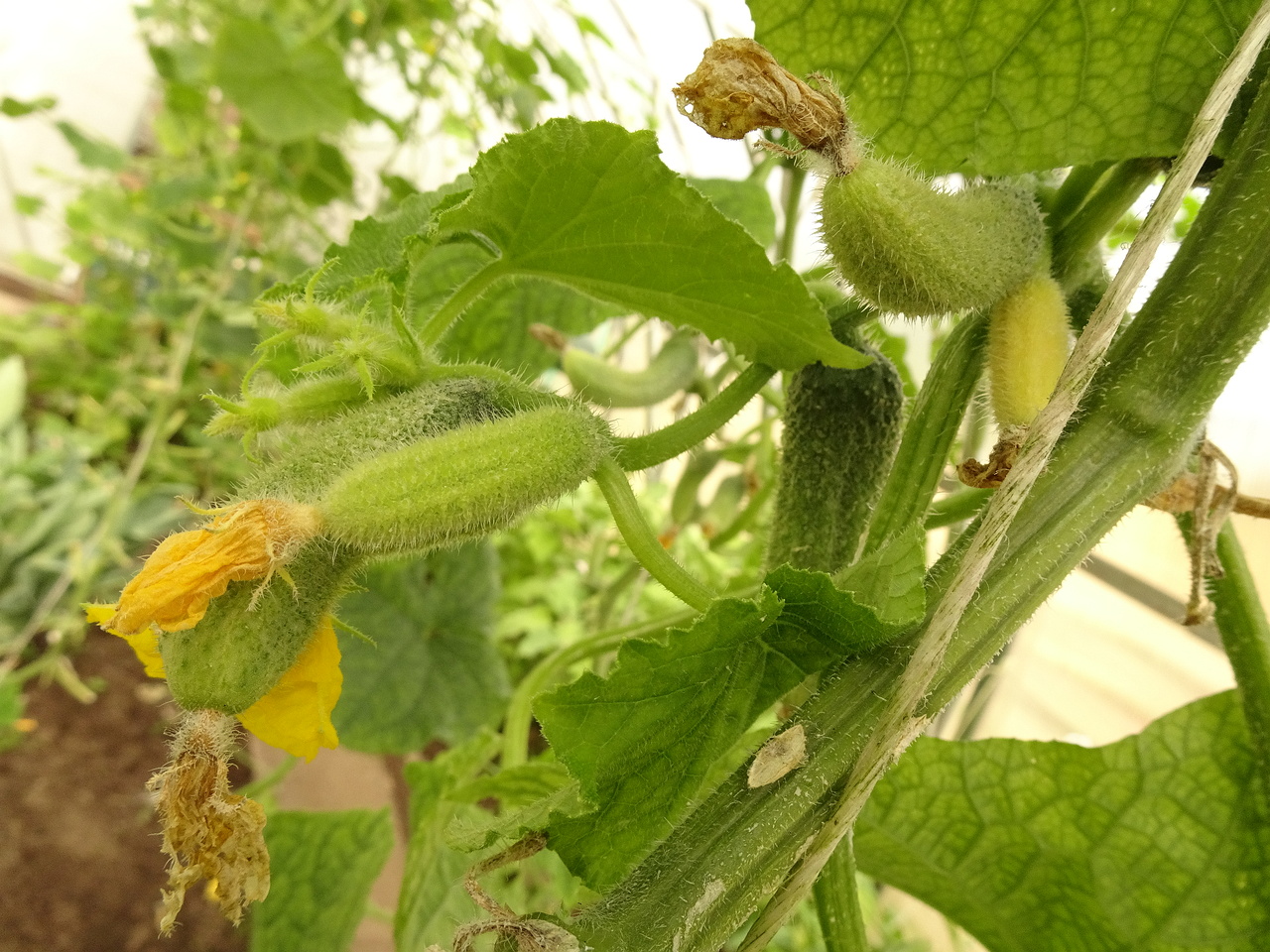 DSC00004