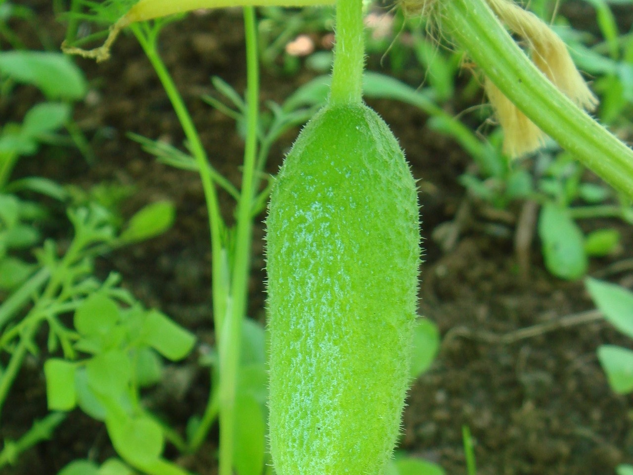 DSC01384