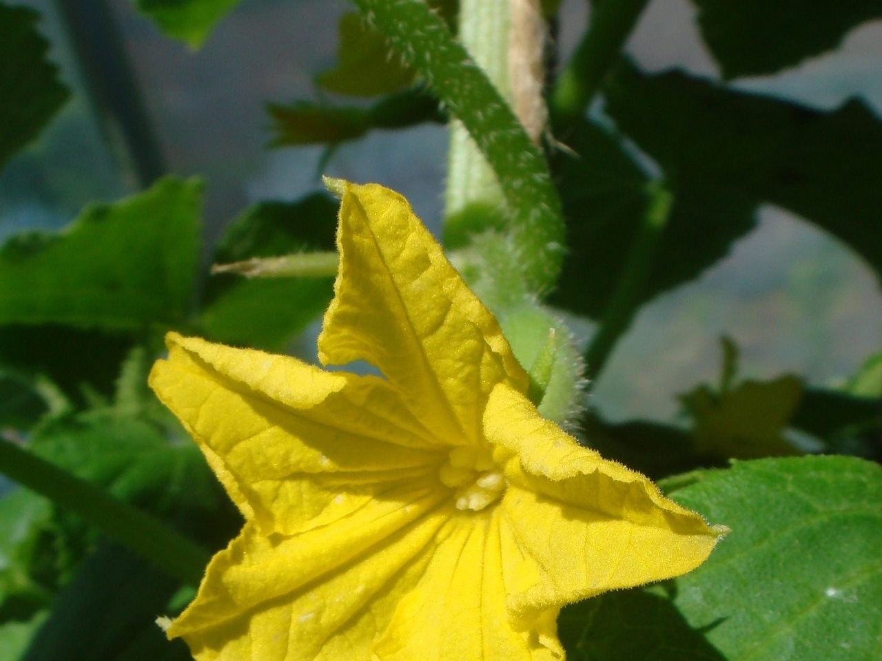 DSC01387