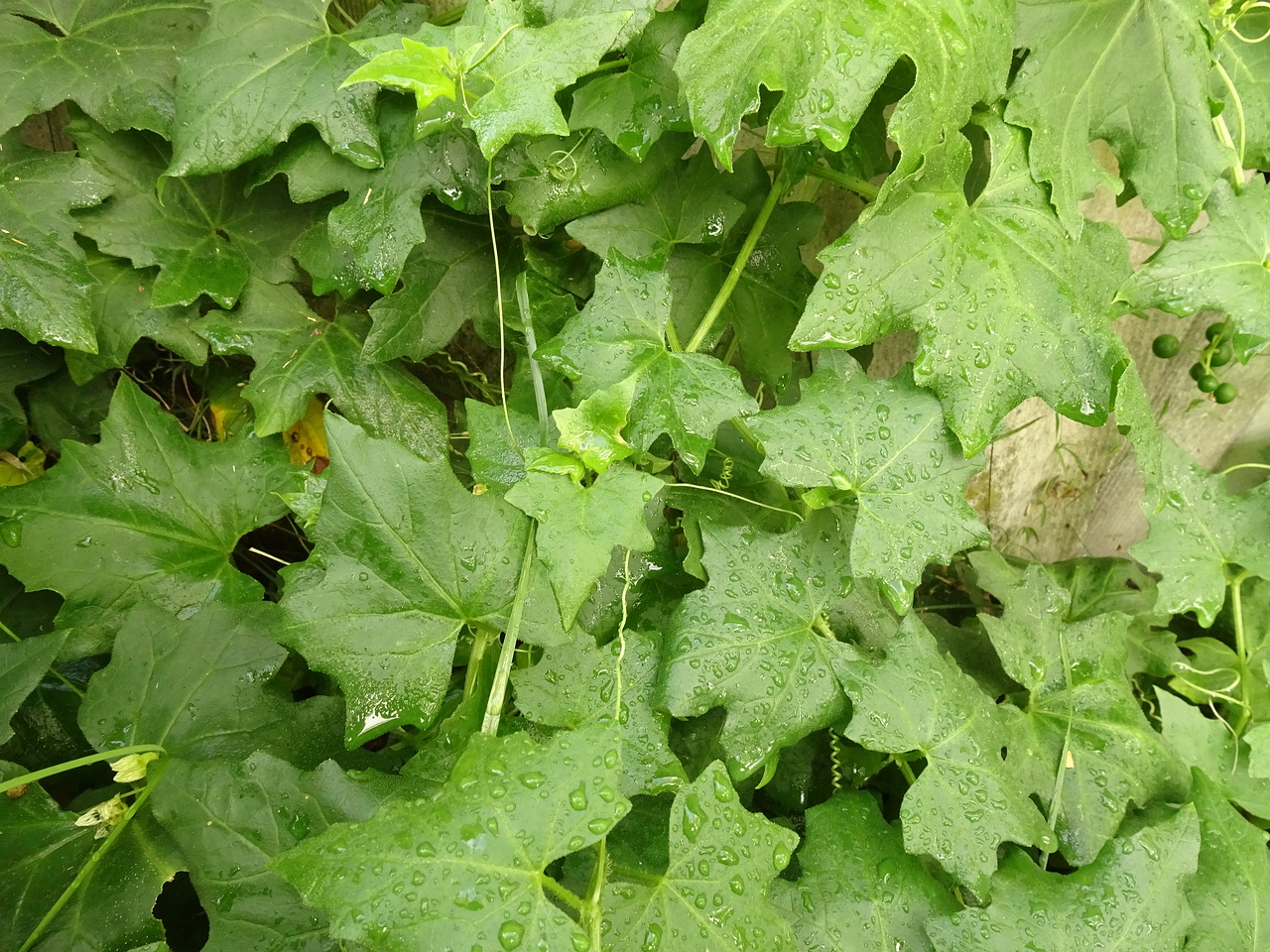 DSC08592