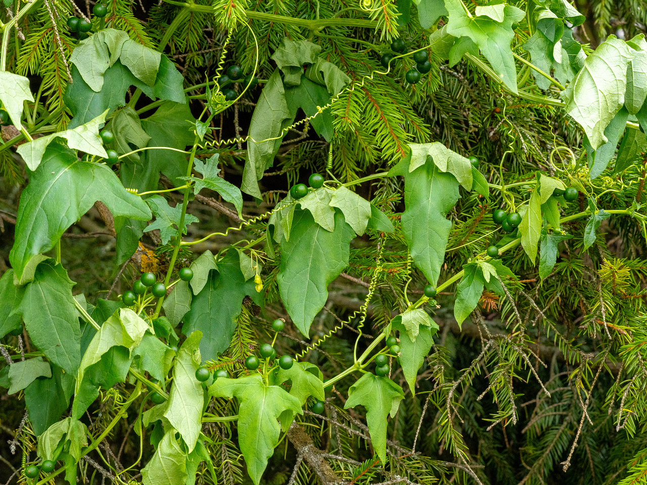 kuennapuu_street_private_garden_wall-13