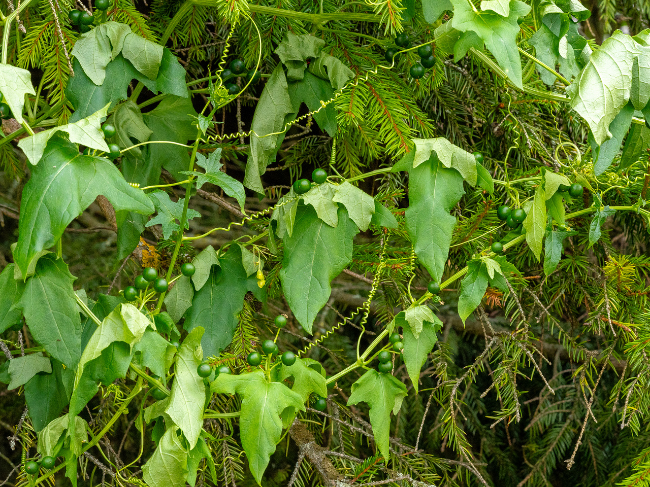 kuennapuu_street_private_garden_wall-14