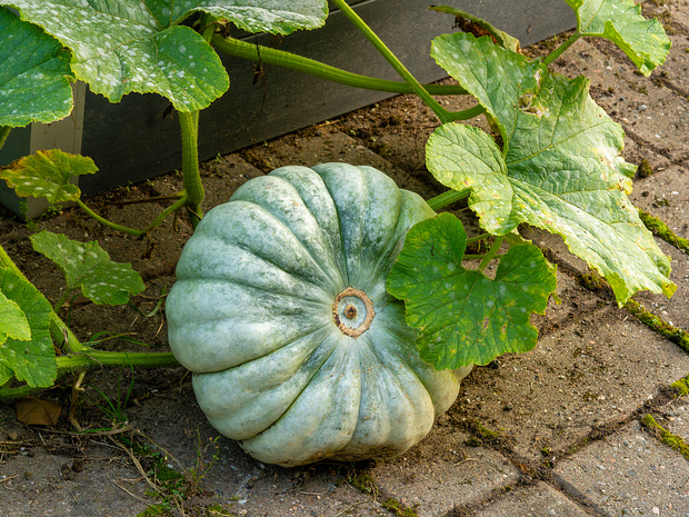 Тыква обыкновенная 'Ждана' - Cucurbita pepo 'Zdana'