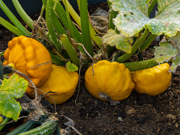 Тыква обыкновенная разн. патиссон - Cucurbita pepo var. patisson