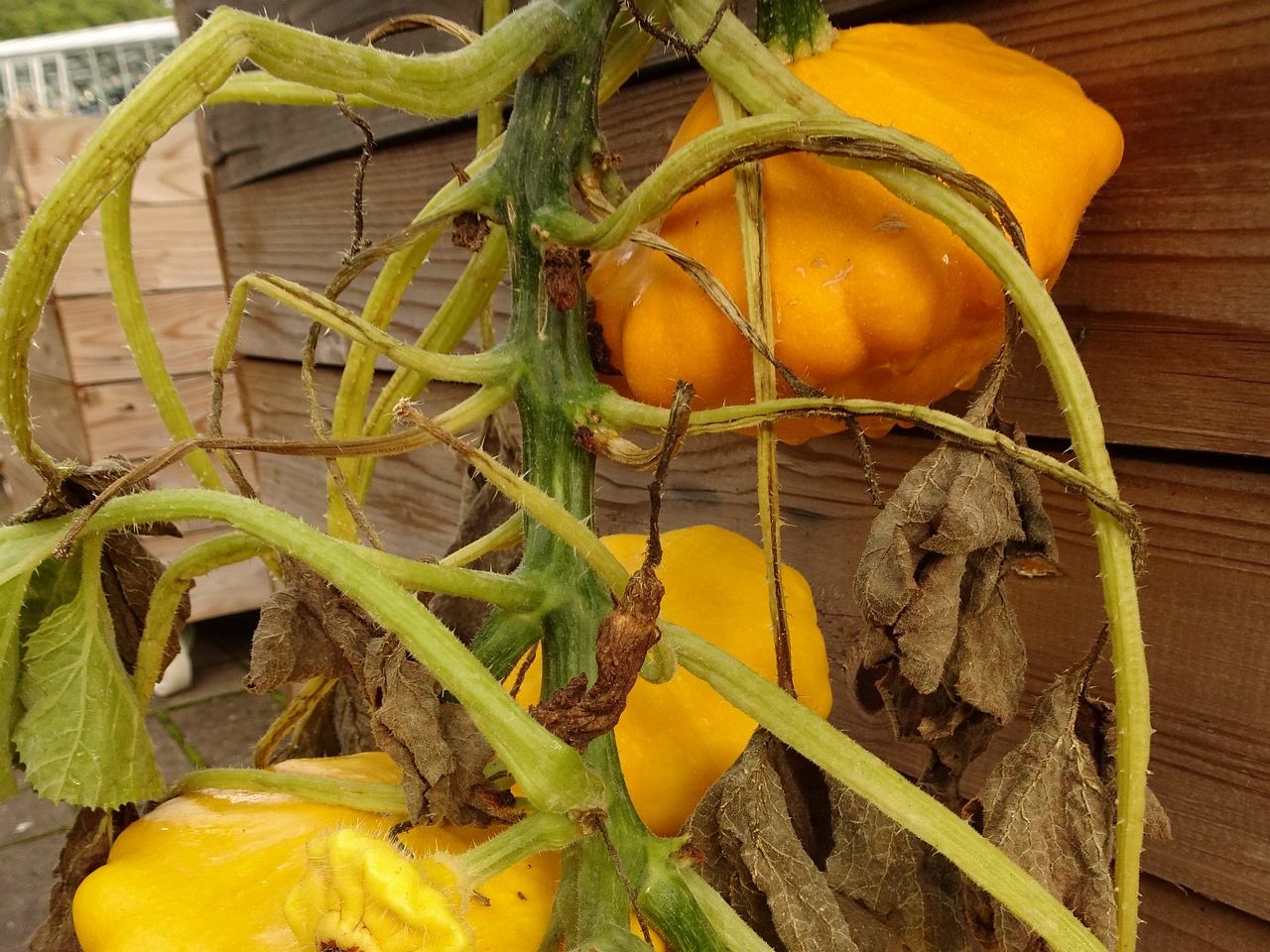 DSC05008