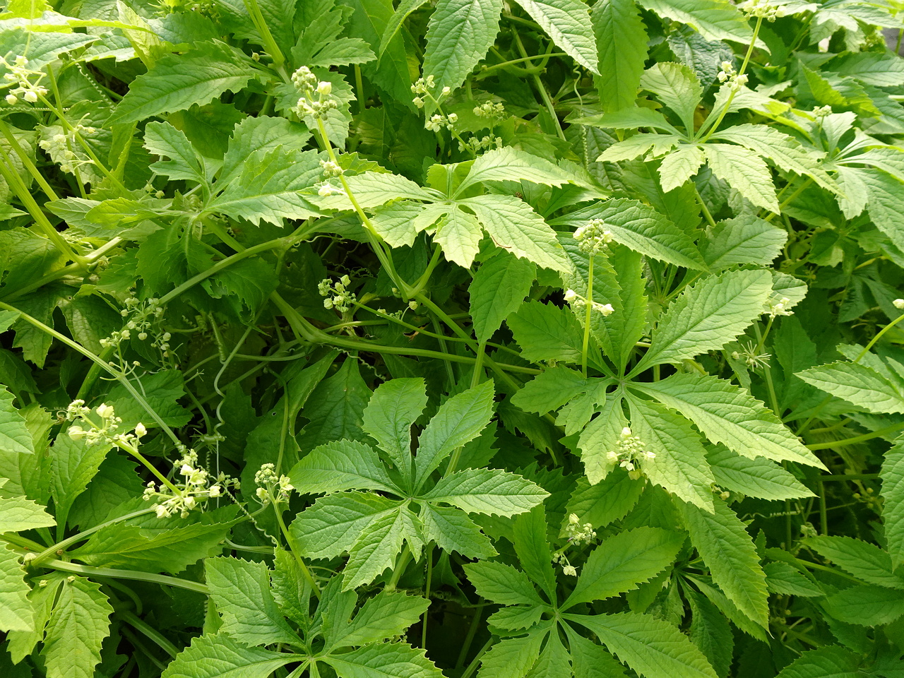 DSC05437