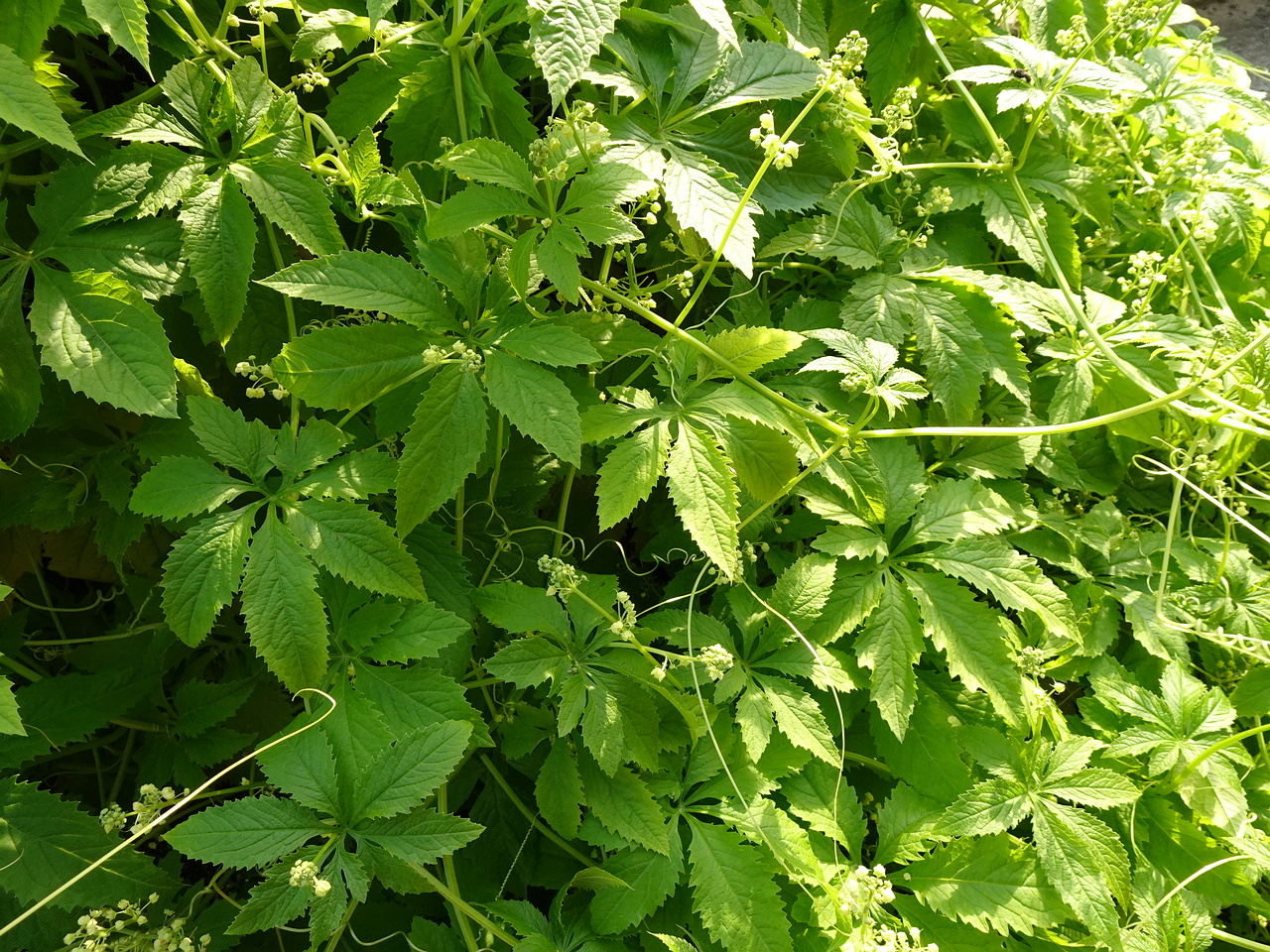 DSC05445