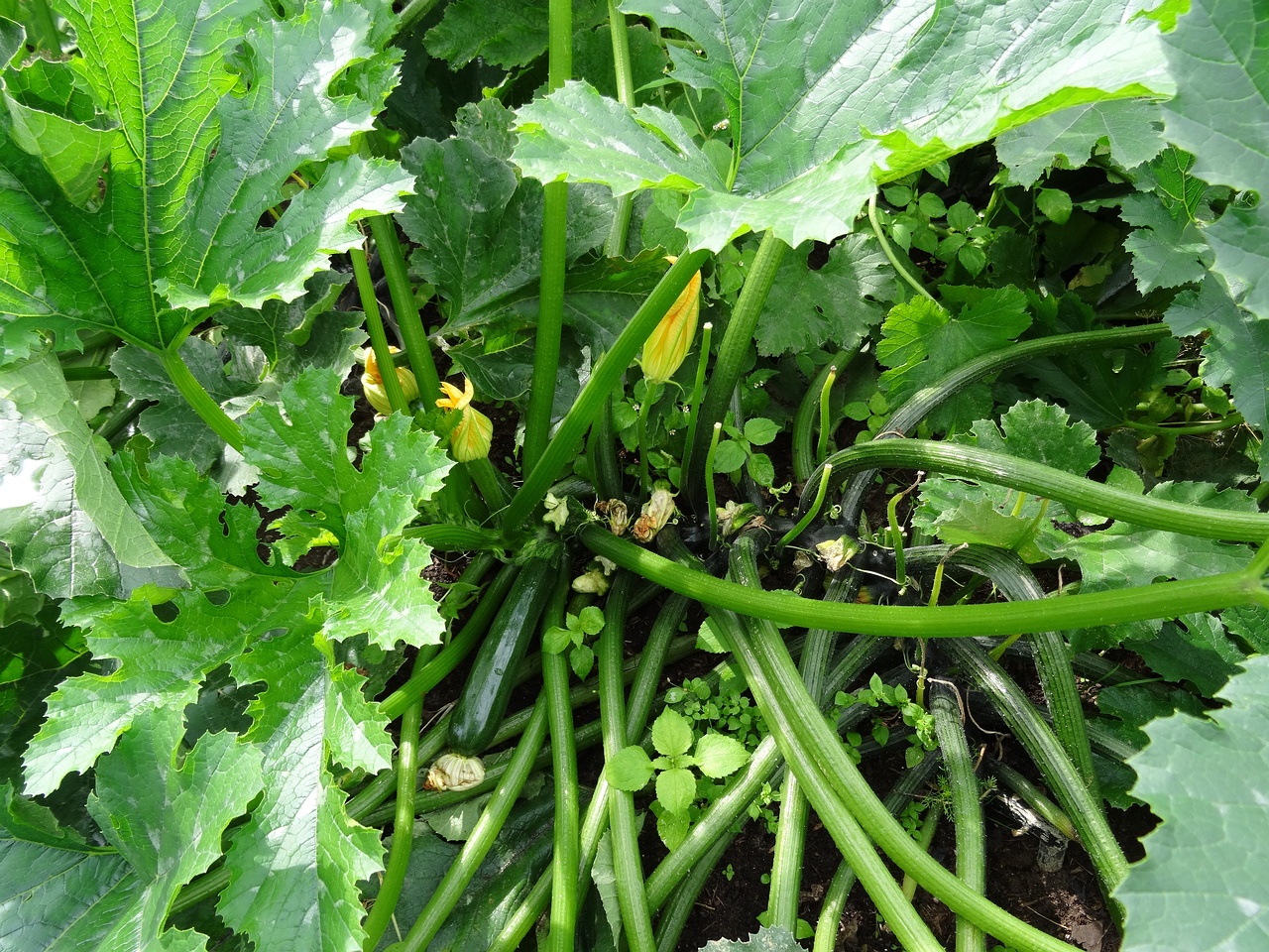 DSC00049