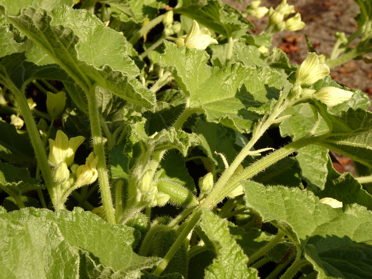 DSC05479