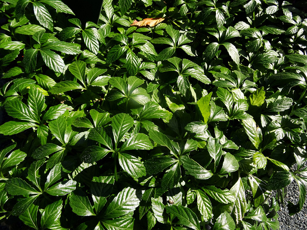 Гиностемма пятилистная - Gynostemma pentaphyllum