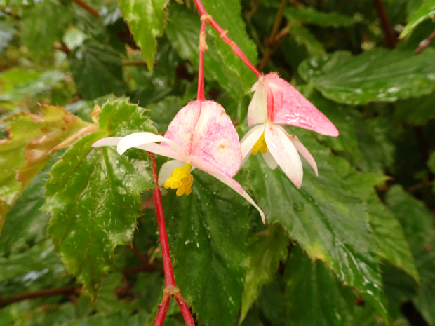 Бегониевые - Begoniaceae Begoniaceae is a family of flowering plants with two genera and about 1825 species occurring in the subtropics and...