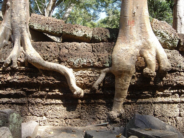 Тетрамелесовые - Tetramelaceae The Tetramelaceae are a family of plants formerly classed in the Datiscaceae family. It contains two genera, Octomeles...