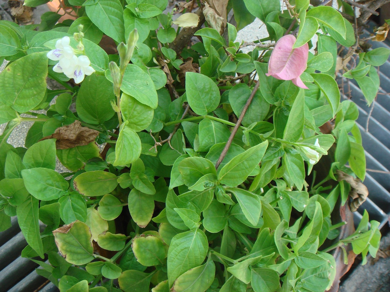 DSC04585