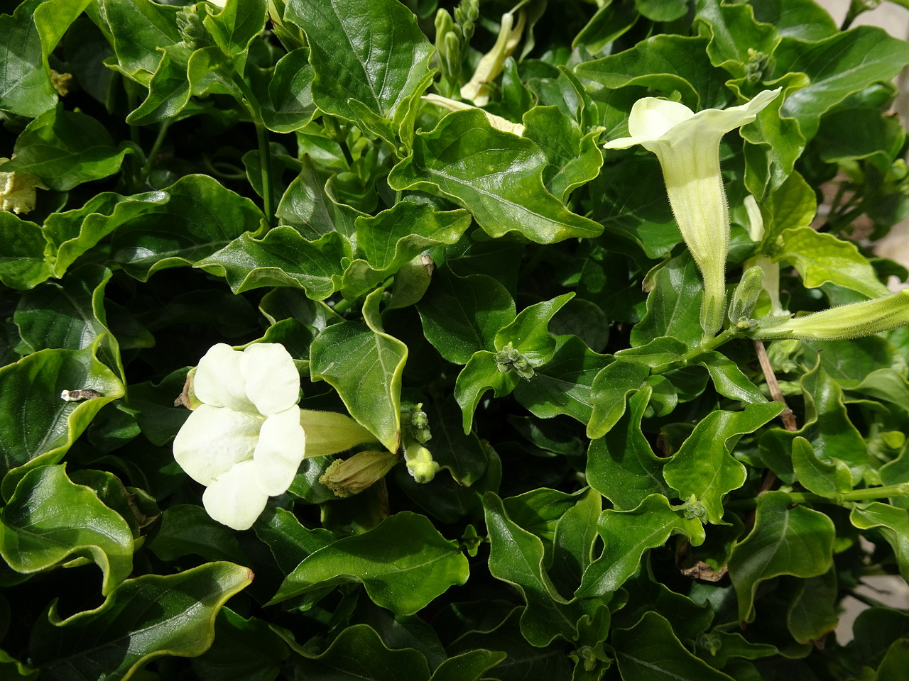 DSC04854