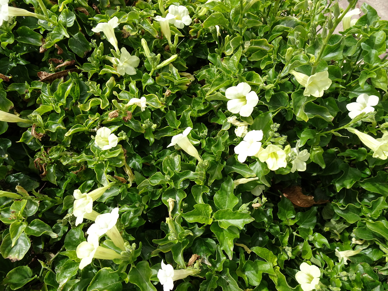 DSC04855