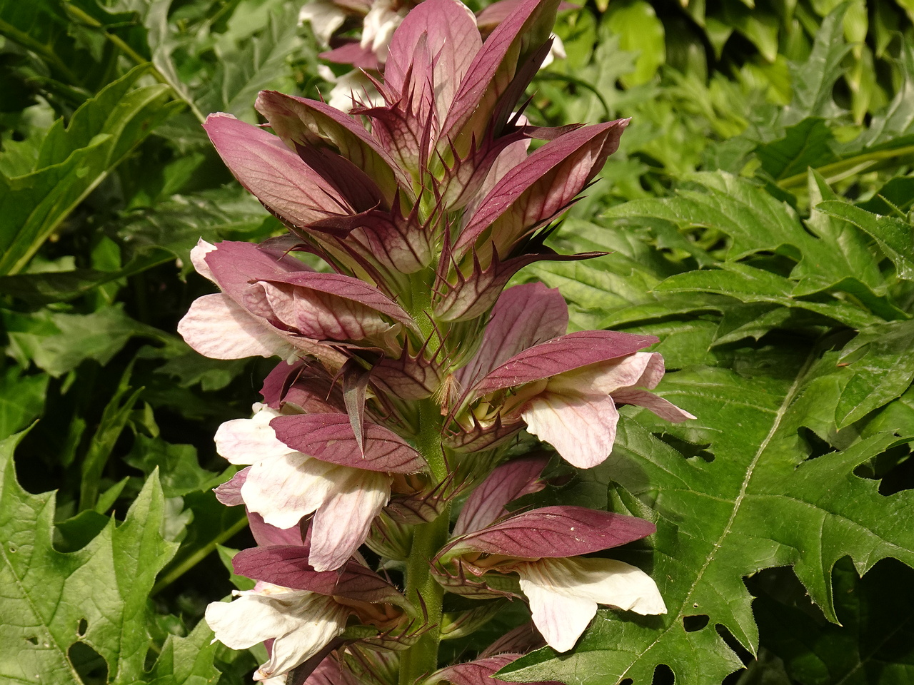 DSC04883