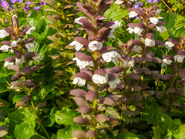 Акант мягкий - Acanthus mollis