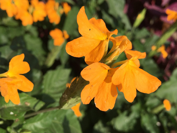Кроссандра воронковидная - Crossandra infundibuliformis