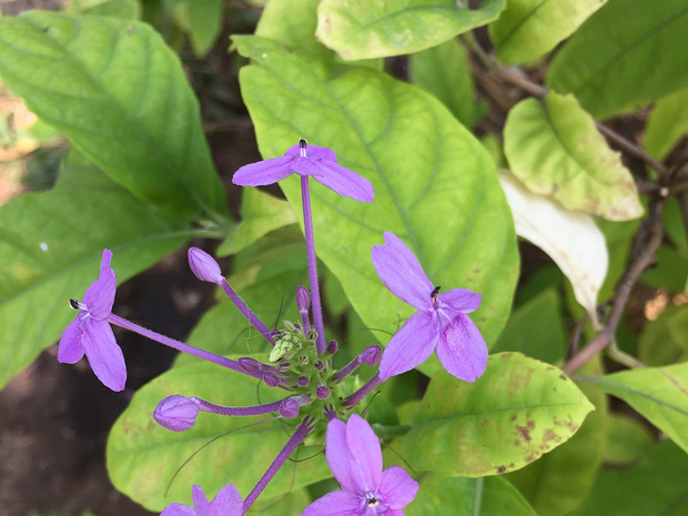 Псевдэрантемум рыхлоцветковый - Pseuderanthemum laxiflorum