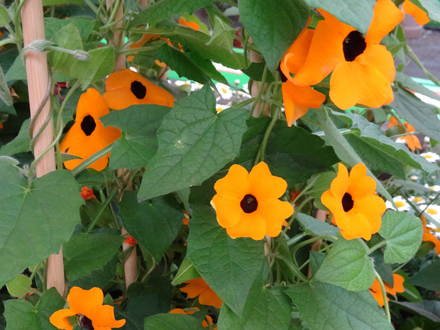 Тунбергия крылатая - Thunbergia alata