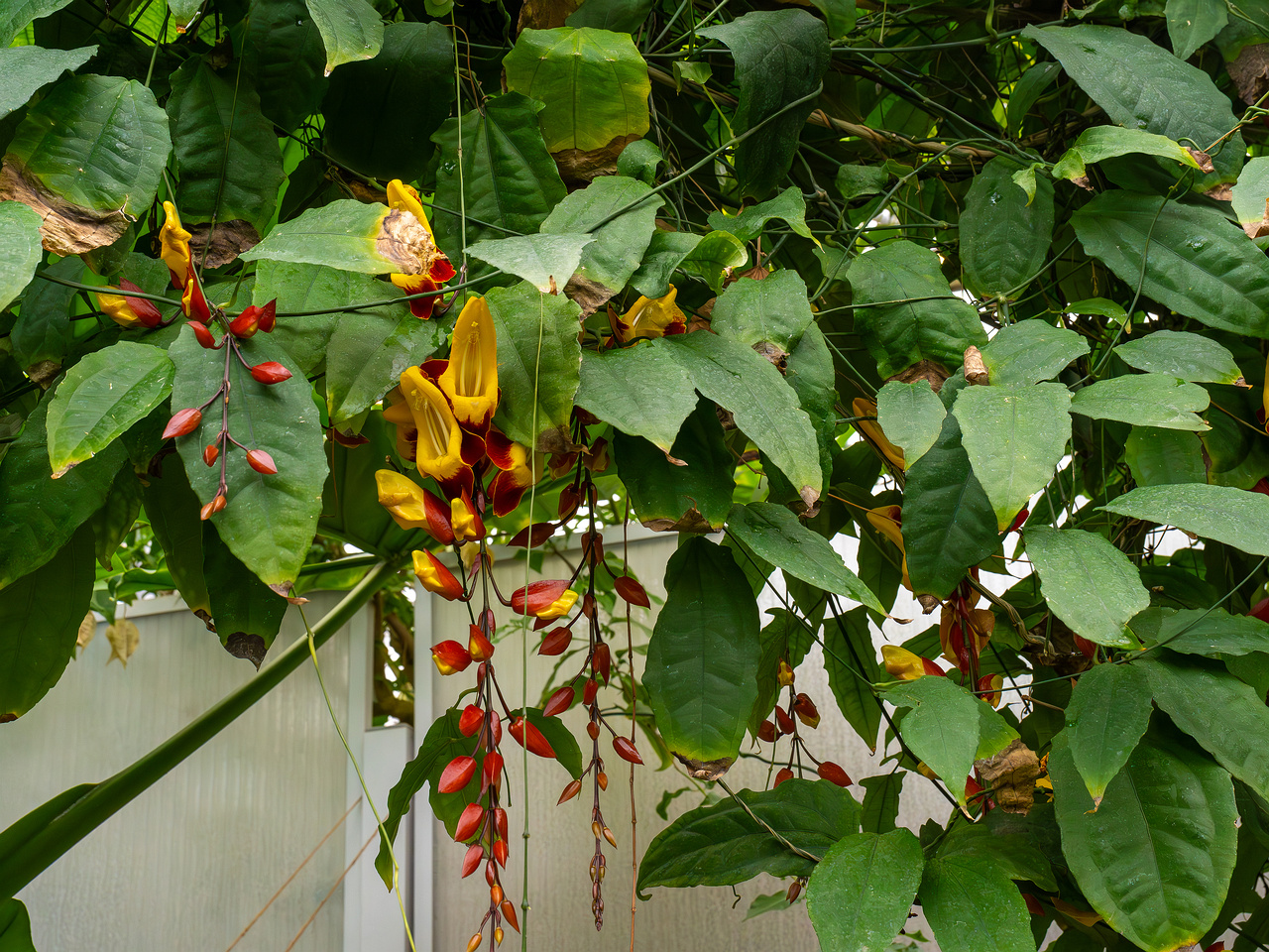 Thunbergia mysorensis _2025-04-12_1-1