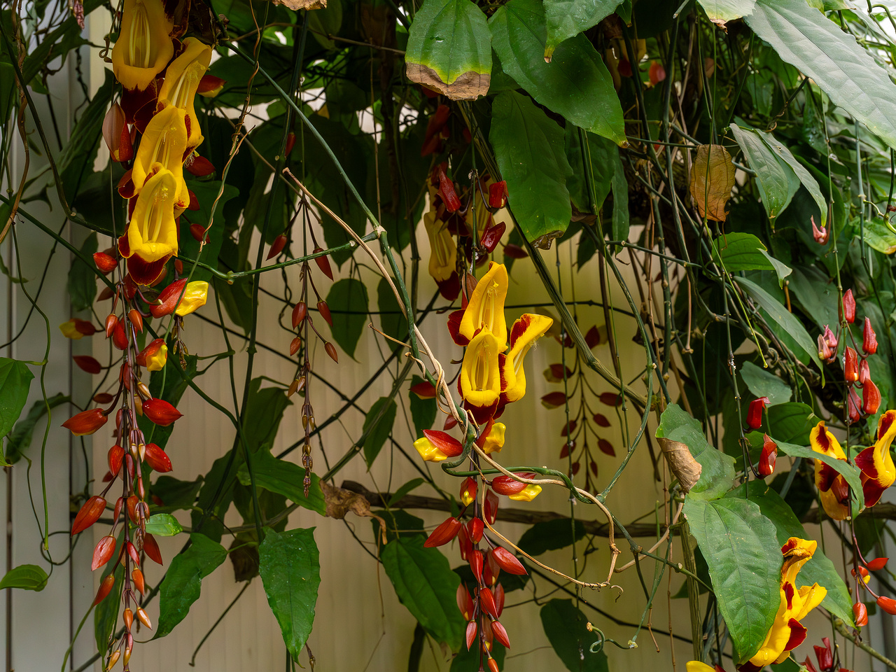 Thunbergia mysorensis _2025-04-12_1-2