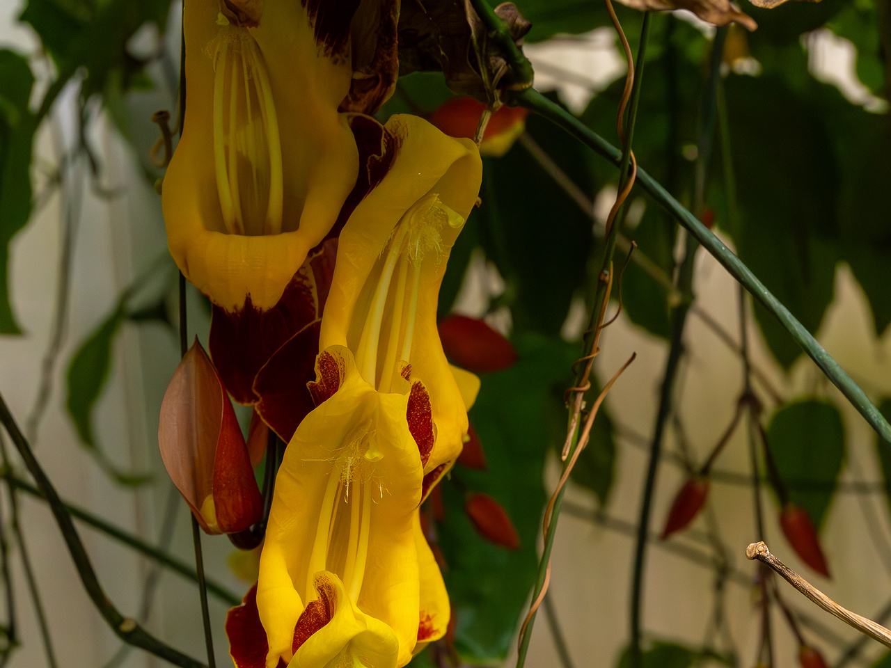 Thunbergia mysorensis _2025-04-12_1-3
