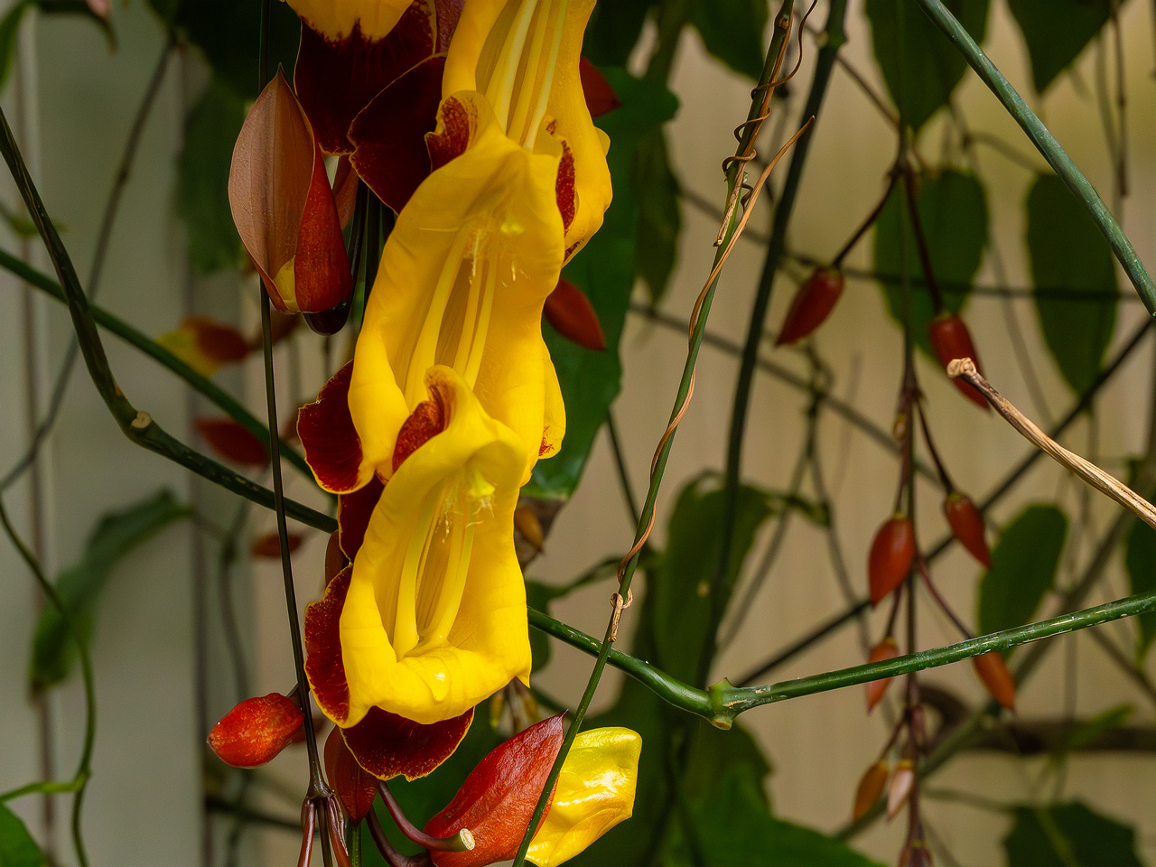 Thunbergia mysorensis _2025-04-12_1-4