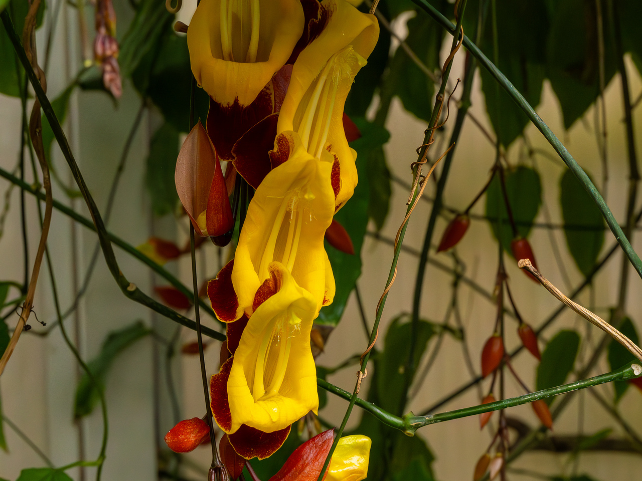 Thunbergia mysorensis _2025-04-12_1-5