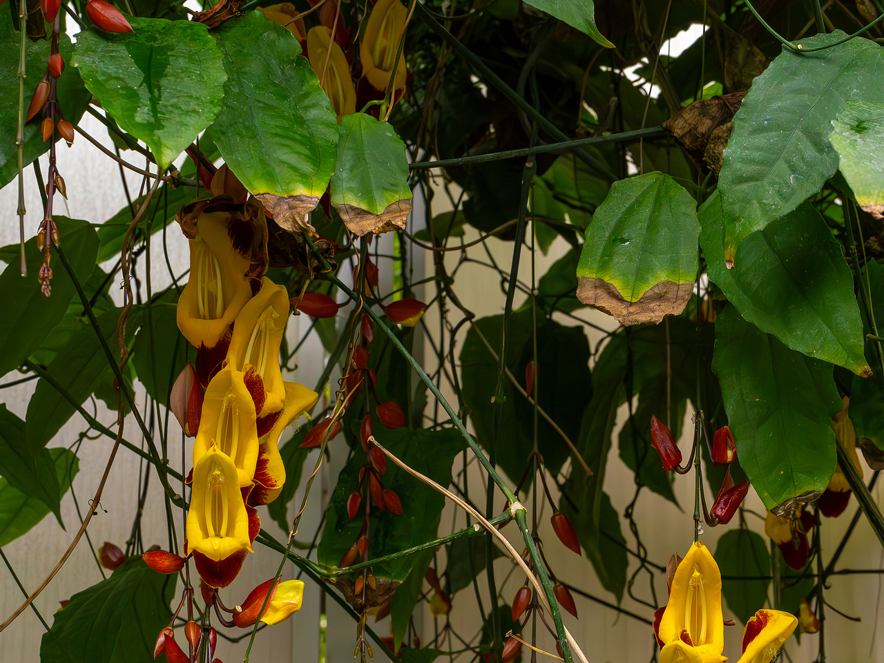 Thunbergia mysorensis _2025-04-12_1-6