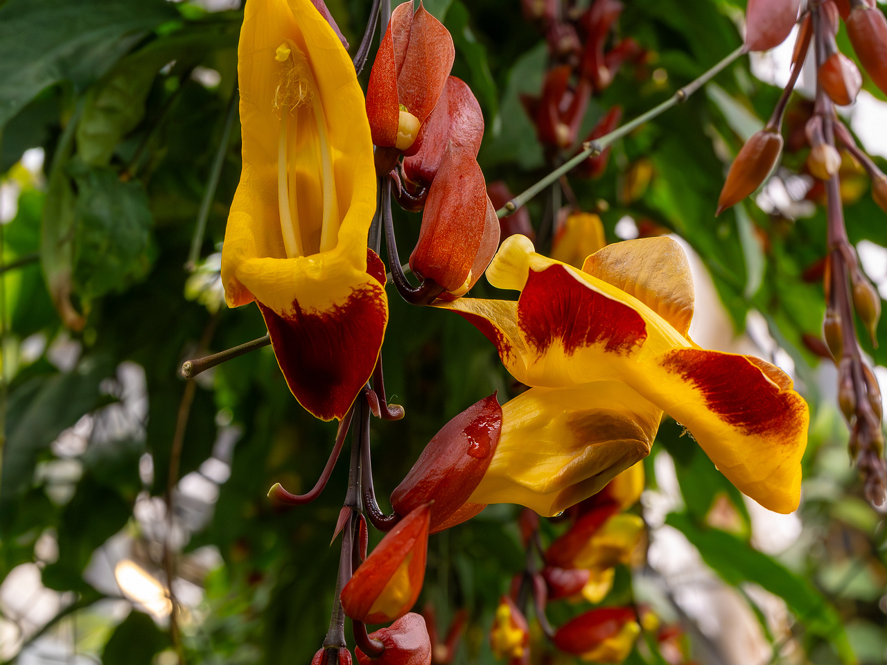 Thunbergia mysorensis _2025-04-12_1-7