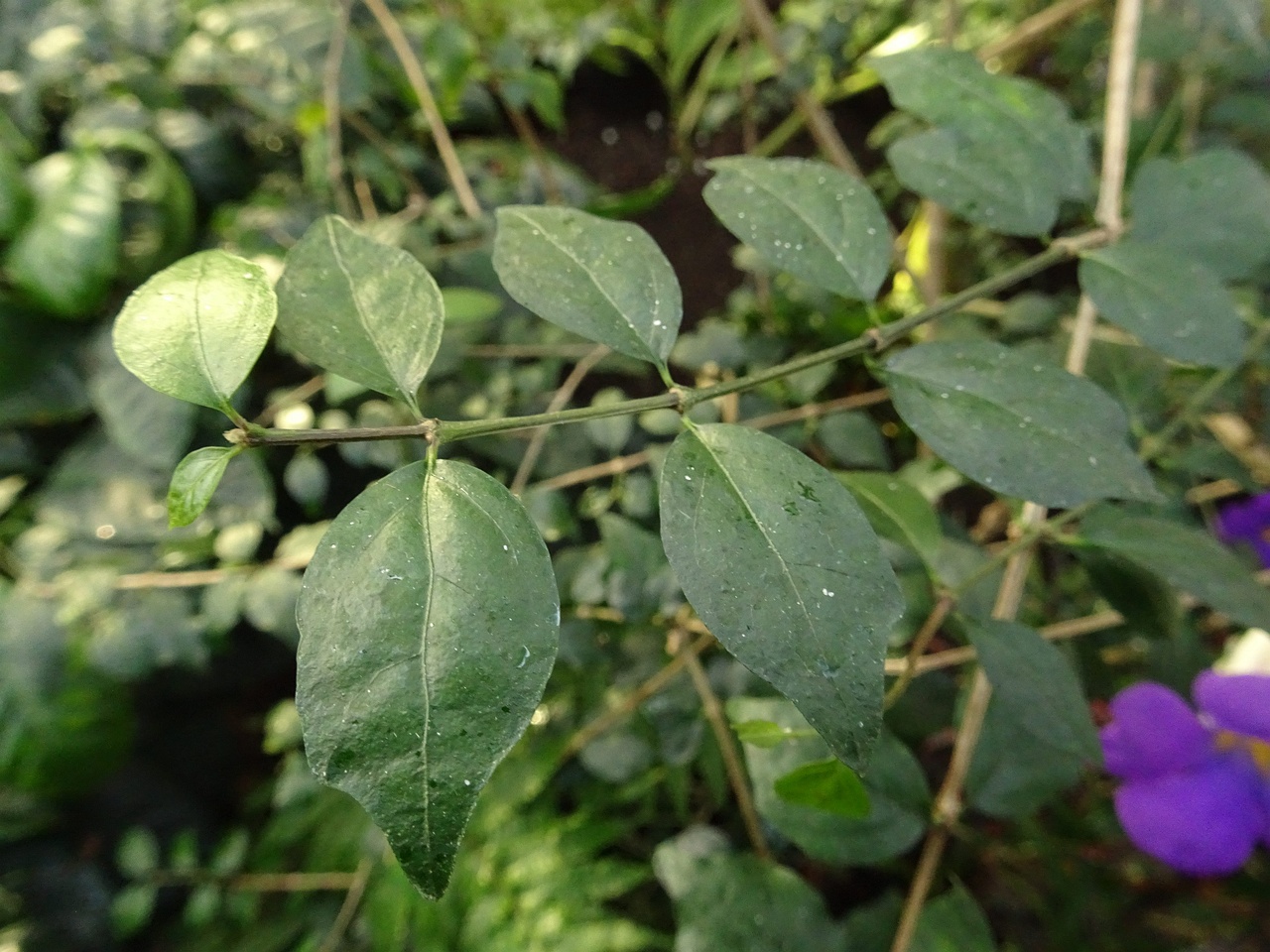 DSC01278