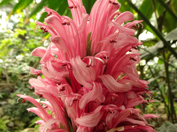 Юстиция телесная - Justicia carnea