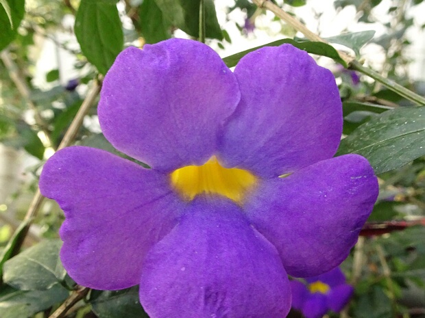 Тунбергия родственная - Thunbergia affinis