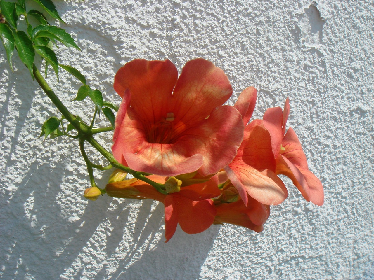 DSC02315