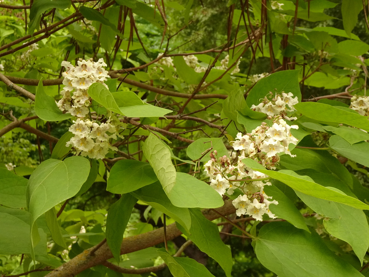 DSC04936