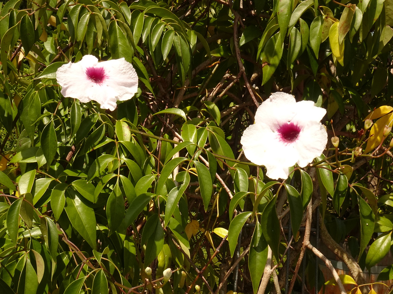 DSC02296