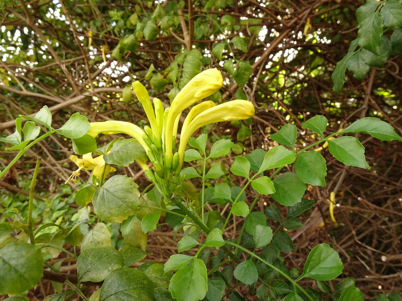 DSC07785