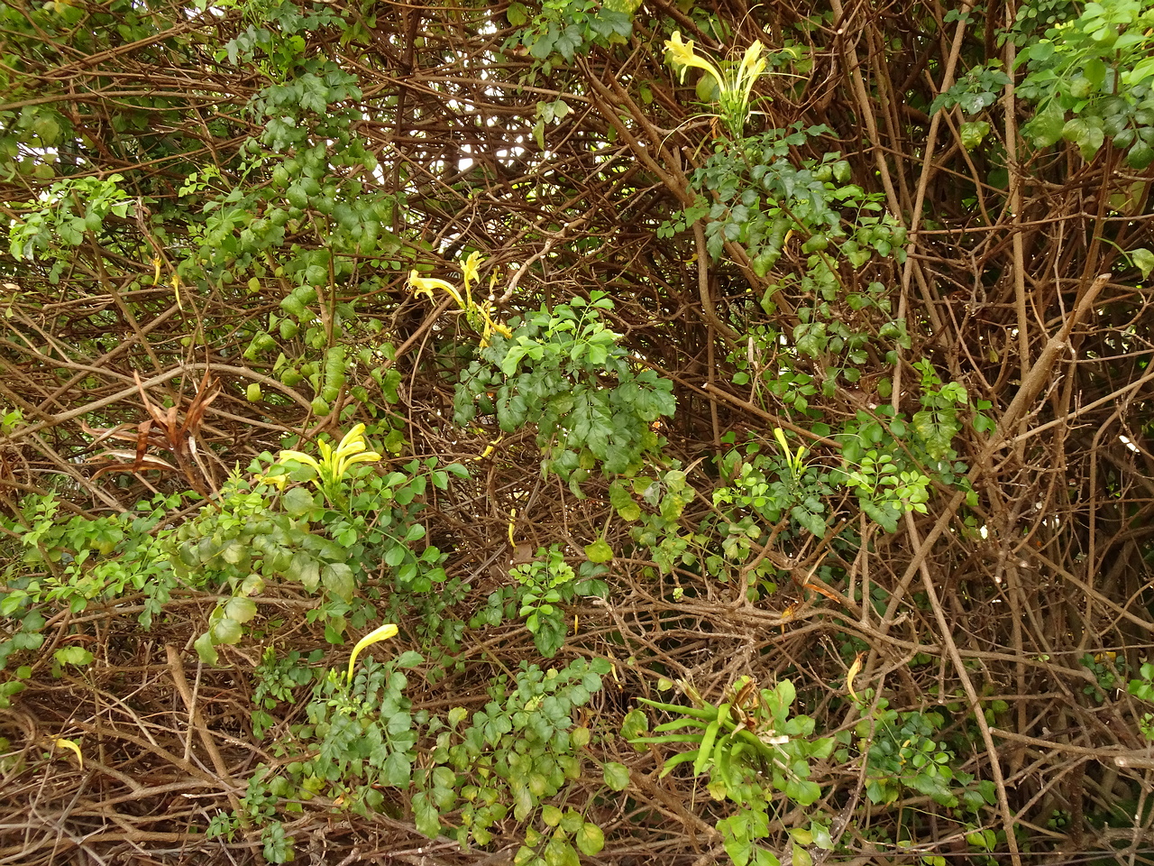 DSC07786