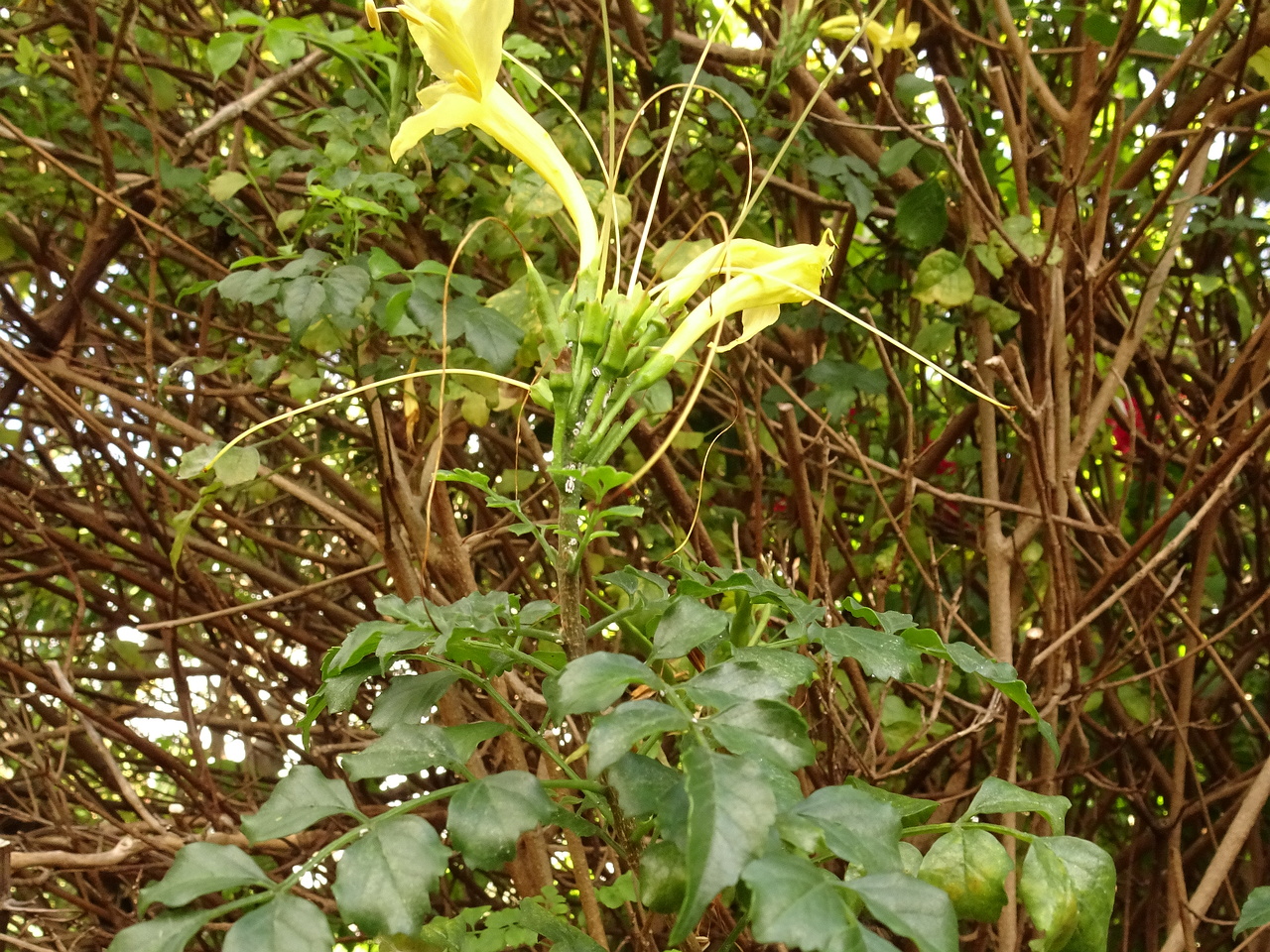 DSC07787