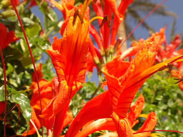 Текомария капская - Tecomaria capensis