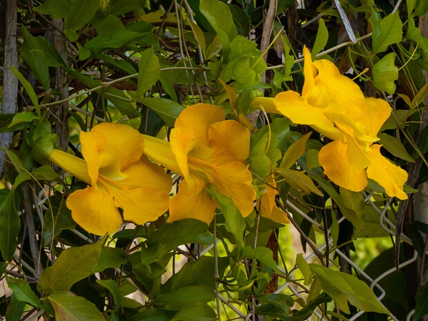 Долихандра когтеносная - Dolichandra unguis-cati