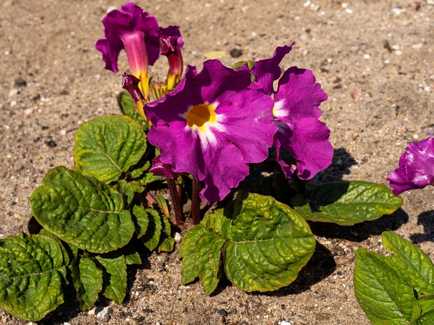 Инкарвиллея Майра - Incarvillea mairei