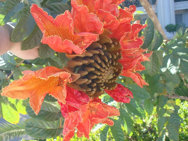 Спатодея колокольчатая - Spathodea campanulata