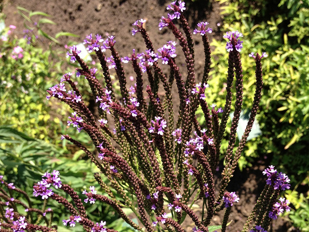 Вербена копьевидная - Verbena hastata