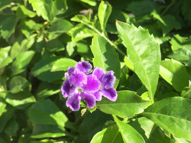 Дуранта ползучая - Duranta repens