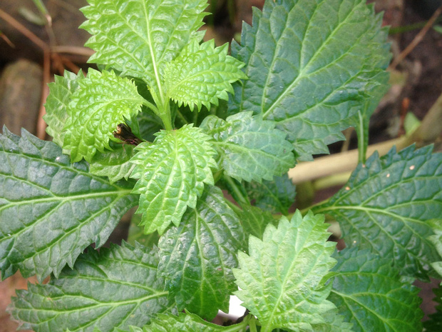 Стахитарфета ямайкавая - Stachytarpheta jamaicensis