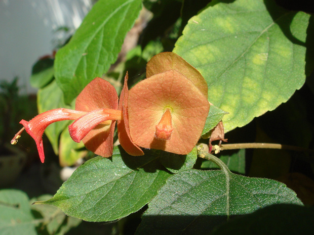 Холмскиолдия кроваво-красная - Holmskioldia sanguinea