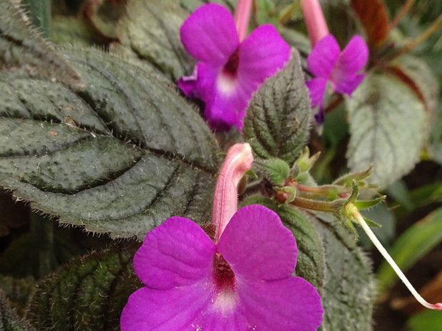 Ахименес крупноцветковый 'Тёмно-пупрурный' - Achimenes grandiflora 'Atropurpurea'